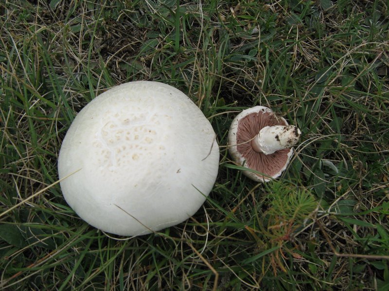 Agaricus sp.